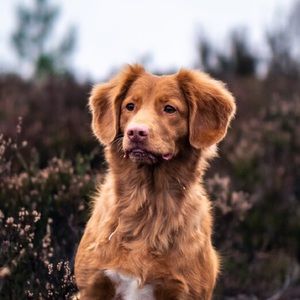 Meet your Posher, Angel